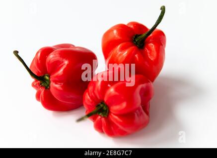 Rote Habanero Chili Pfeffer isoliert mit einem weißen Hintergrund. Stockfoto