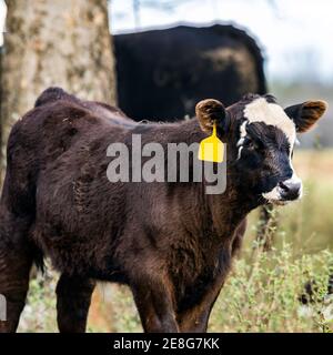 Gekreuzte schwarze und weiße Kalb mit einem gelben Ohranhänger Stockfoto