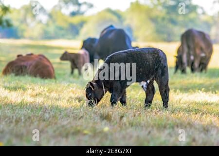 Schwarz und weiß Angus gekreuzt Kalb grasen schlafende Weide mit Herde im Hintergrund Stockfoto