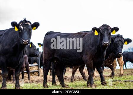 Kommerzielles gekreuzten Angus-Rind auf Winterweide in Alabama Stockfoto