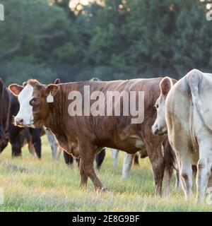 Gekreuzten Färse mit weißem Gesicht von der untergehenden Sonne hinterleuchtet - quadratisches Format Stockfoto