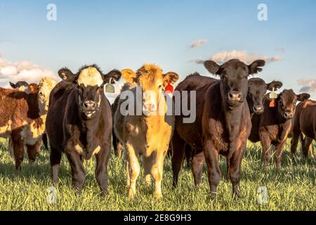 Eine Gruppe von gekreuzten Färsen, die auf der Weide im Gras stehen Der Frühling Stockfoto