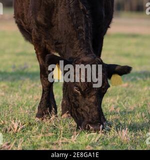 Schwarze Angus Kuh mit lockigen Wintermantel grasen auf neu Frühlingsgras - quadratisches Format Stockfoto