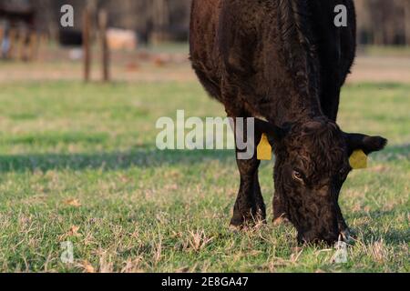 Schwarze Angus Kuh mit lockigen Wintermantel grasen auf neu Frühlingsgras nach rechts mit leerem Bereich zum Links Stockfoto