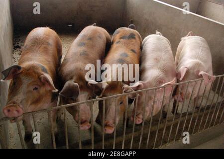 Schweine in einem Schweinestall in einer Farm, china Stockfoto