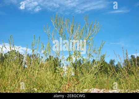 Ambrosia artemisiifolia blüht Stockfoto