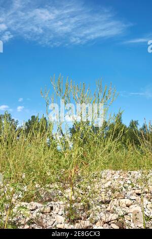Ambrosia artemisiifolia blüht Stockfoto
