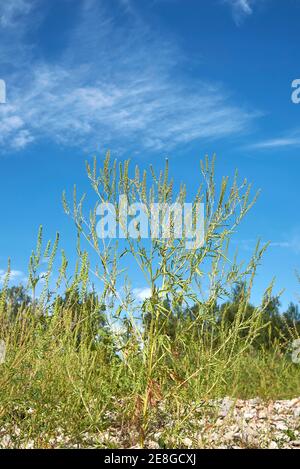Ambrosia artemisiifolia blüht Stockfoto