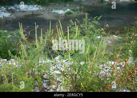 Ambrosia artemisiifolia blüht Stockfoto
