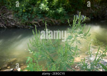 Ambrosia artemisiifolia blüht Stockfoto