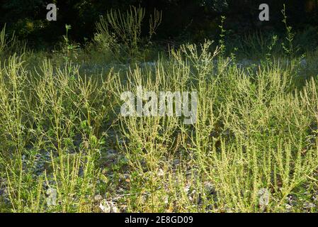 Ambrosia artemisiifolia blüht Stockfoto