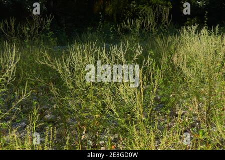 Ambrosia artemisiifolia blüht Stockfoto