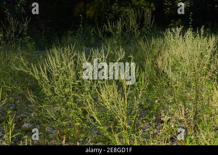 Ambrosia artemisiifolia blüht Stockfoto