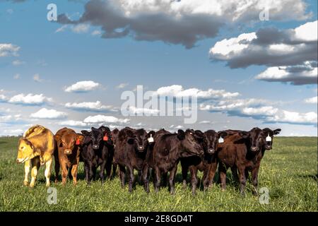 Eine Gruppe von gekreuzten Färsen, die in einer saftig grünen Weide stehen Mit blauem Himmel und flauschigen Wolken Stockfoto