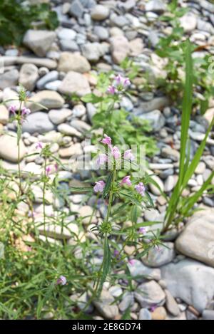 Galeopsis angustifolia rosa Blütenstand Stockfoto