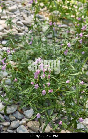 Galeopsis angustifolia rosa Blütenstand Stockfoto