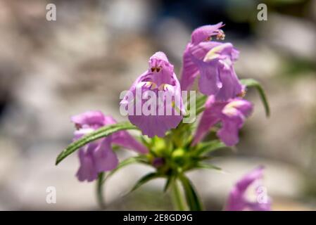 Galeopsis angustifolia rosa Blütenstand Stockfoto