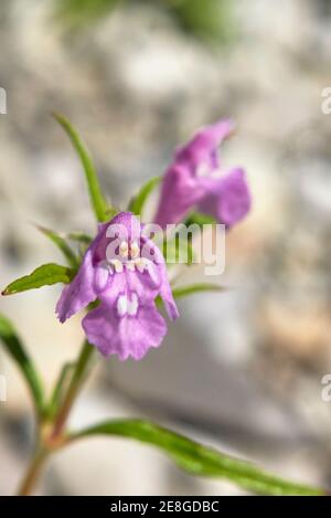 Galeopsis angustifolia rosa Blütenstand Stockfoto