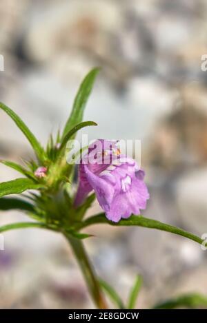 Galeopsis angustifolia rosa Blütenstand Stockfoto