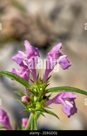 Galeopsis angustifolia rosa Blütenstand Stockfoto