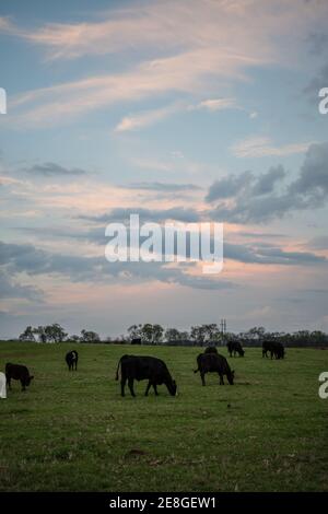 Herde von schwarzen Angus Rind Rinder grasen auf einer Quelle Weide bei Dämmerung mit buntem Himmel Stockfoto