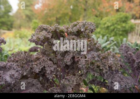 Selbstgewachsener Bio-Kale mit violettem Laub „Carlet“ (Brassica oleracea 'Acephala Group') Der Anbau auf einer Zuteilung in einem Gemüsegarten auf dem Land Devon Stockfoto