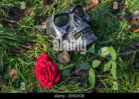 Eine rote Rose liegt auf dem grünen Gras daneben Die Totenkopf Maske während der Zeremonie und dem Brauch Stockfoto