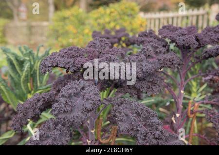 Selbstgewachsener Bio-Kale mit violettem Laub „Carlet“ (Brassica oleracea 'Acephala Group') Der Anbau auf einer Zuteilung in einem Gemüsegarten auf dem Land Devon Stockfoto