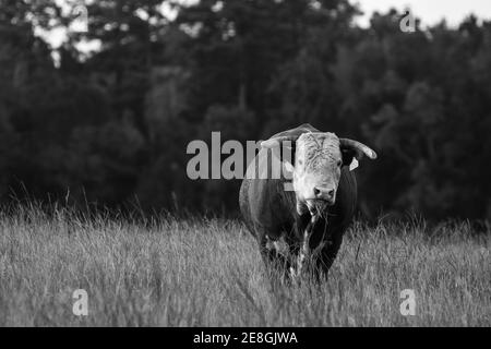 Gehörnte Hereford-Bulle, die in einem Feld von hohem Gras steht Stockfoto