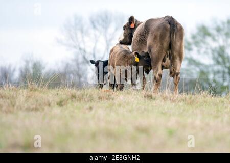 Braune Kuh mit Stillkalb links mit blank Vordergrund Stockfoto