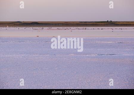 Möwenvögel am Sonnenuntergang Genichesk rosa extrem salzigen See (gefärbt von Mikroalgen mit kristallinen Salzabfall), Ukraine. Stockfoto
