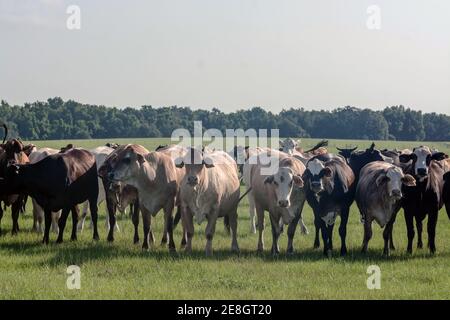 Gruppe von kommerziellen Brahman-beeinflussten Kühen, die in Richtung der Kamera blicken Eine Südweide im Sommer Stockfoto