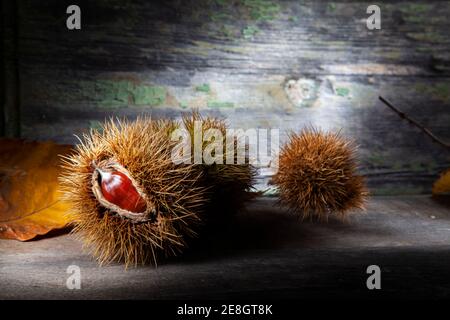 Herbststill Leben der Kastanie mit getrockneten Schalen. Makro Foto Auf Holztisch Mit Verfallener Hintergrund. Aufgenommen mit Spotlight in Studio Stockfoto