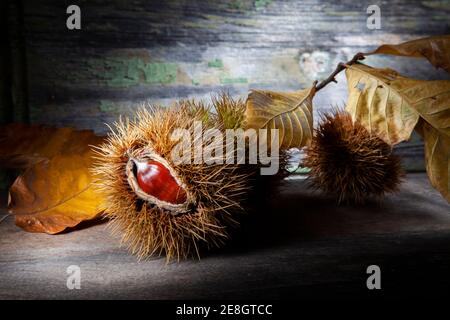 Herbststill Leben der Kastanie mit getrockneten Blättern und Muscheln. Makrofoto von auf Holztisch mit verfallener Hintergrund. Aufgenommen mit Spotlight in Studio Stockfoto
