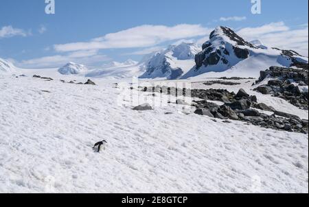 Chinstrap Pinguin Half Moon Island, Antarktis Stockfoto