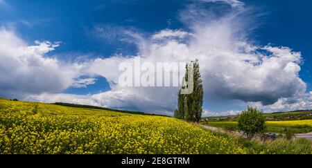 Hohe Pappelbäume Gruppe in der Nähe Straße durch Frühling Raps gelb blühenden Feldern Panoramablick, blauer Himmel mit Wolken im Sonnenlicht. Auto nicht erkennbar. Stockfoto