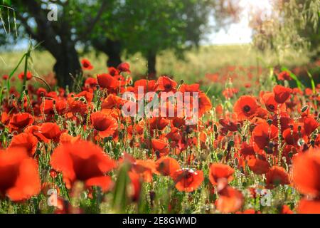 Frühling. Hinten leichte Mohnblumen in einem Feld mit Maisfeld unreif, Apulien (Italien). Stockfoto