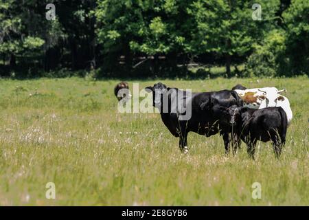 Kommerzielles Mischvieh auf einer südlichen Weide während des Sommers. Stockfoto