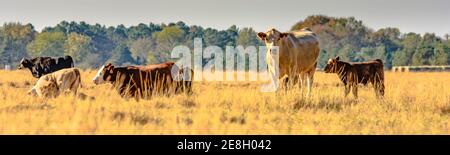 Panoramablick auf kommerzielle Mischbrut Kühe und Kälber in Eine Weide Stockfoto