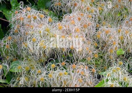 Wildpflanzen: Früchte von Clematis vitalba, auch bekannt als alter Männerbart Stockfoto