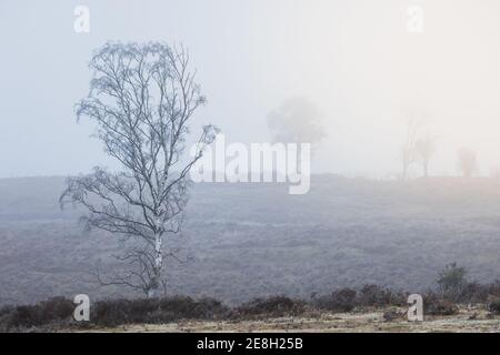 Einzelbäume im Winter im New Forest, Hampshire UK Stockfoto