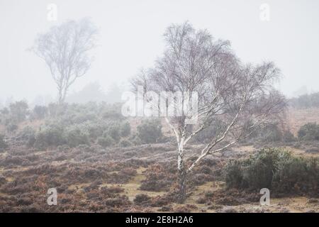 Einzelbäume im Winter im New Forest, Hampshire UK Stockfoto