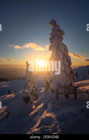 Schöner Sonnenuntergang in den Bergen im Winter mit Fichtenwald mit Schnee bedeckt. Stockfoto