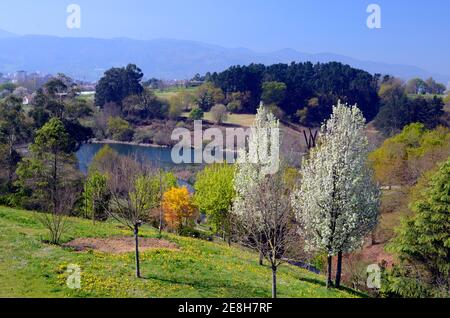 Pyrus calleryana 'Chanticleer' in Blüte (rechts) in einer Aprche Stockfoto