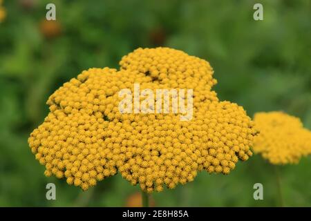 Nahaufnahme von Chiba Achillea Blumen, gelbe Blumen im Garten. Stockfoto