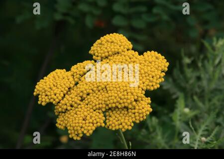 Nahaufnahme von Chiba Achillea Blumen, gelbe Blumen im Garten. Stockfoto