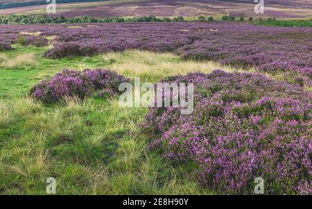 Moorlandschaft mit blühenden Heiden, flankiert von Gräsern und Bäumen in North York Moors bei Goathland, Yorkshire, UK. Stockfoto