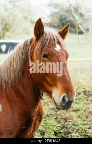 Charmante heimische Kastanie Pferd grasen in grünen Rasen in der Landschaft Und Blick auf die Kamera Stockfoto