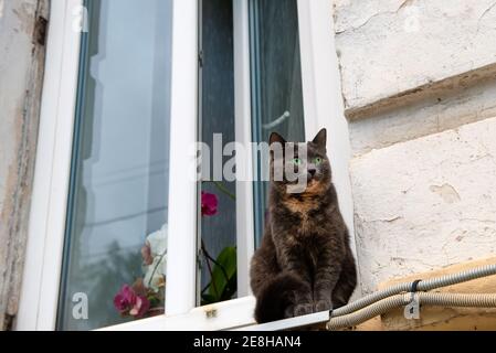 Schöne grünäugige Katze sitzt auf den Straßen auf der Fensterbank Vor dem Fenster Stockfoto