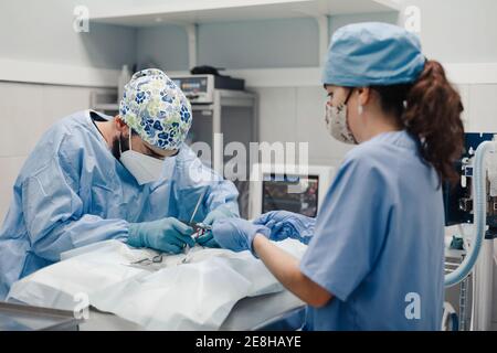 Nicht erkennbarer männlicher Tierarzt Operateur Tierpatient mit medizinischen Werkzeugen Neben der weiblichen Assistentin in der Uniform im Krankenhaus Stockfoto